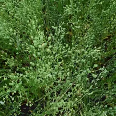 Gęsty łan zielonych roślin z licznymi drobnymi łuszczynkami, typowymi dla camelina sativa.