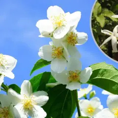 Piękne, białe kwiaty jaśminu z żółtymi pręcikami na tle błękitnego nieba.