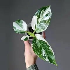 Młoda roślina philodendron white princess w przezroczystej doniczce, trzymana w dłoni. Liście o unikalnym, marmurkowym wzorze bieli i zieleni.