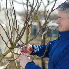 Ein Mann mit grauen Haaren schneidet mit einer Gartenschere einen Ast. Er bereitet seine Feigenbäume für den Frühling vor.