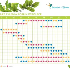 Kalendarz pylenia roślin w Polsce na 2026 rok. Wykres pokazuje okresy pylenia traw, drzew i grzybów, z podziałem na niskie, średnie i wysokie stężenie alergenów.