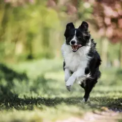 Jak wytresować border collie: skuteczne metody na inteligentnego psa