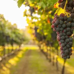 Grappoli di un vitigno autoctono, maturi e succosi, pendono da un tralcio in un vigneto al tramonto.