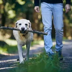 Pies z patykiem w pysku idzie przy nodze człowieka. To świetny przykład, jak nauczyć psa chodzenia przy nodze.