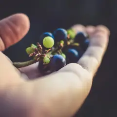 Grappolo d'uva in mano, con bacche verdi e blu. I tannini, presenti in questi frutti, conferiscono il loro sapore caratteristico.