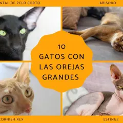 Cuatro gatos con orejas grandes: un oriental negro, un abisinio, un Cornish Rex y un esfinge.