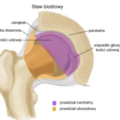 Przekrój stawu biodrowego: głowa kości udowej, panewka, obrąbek, więzadło głowy kości udowej, torebka stawowa.