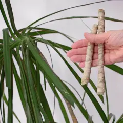 Zwei abgeschnittene Stücke eines Drachenbaums werden in der Hand gehalten, bereit, um den Drachenbaum zu vermehren.