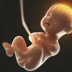 Dziecko w 18 tygodniu ciąży, z widocznym, świecącym mózgiem, rozwija się w łonie matki.