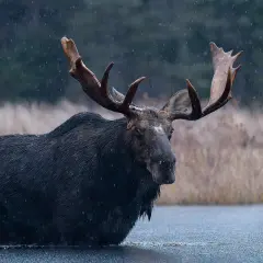 Ein majestätischer Elch mit beeindruckendem Geweih steht im Wasser. Sein enormes Gewicht ist unter der dunklen, nassen Wolle kaum zu erahnen.