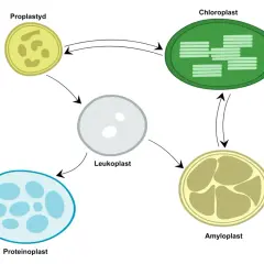 Cykl rozwojowy plastydów: proplastyd, leukoplast, amyloplast, chloroplast i proteinoplast.
