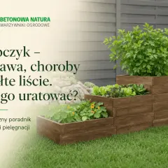 Lubczyk w drewnianej skrzyni, obok sałaty i nasturcji. Dowiedz się, dlaczego lubczyk żółknie i jak mu pomóc.
