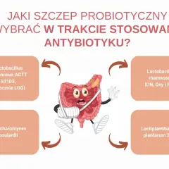 Zranione jelita potrzebują wsparcia. Wybierz szczep lacidofil, np. Lactobacillus rhamnosus, by odbudować florę bakteryjną.