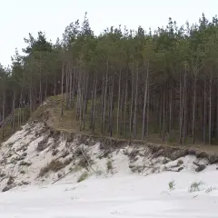 Skarpa porośnięta sosnami na wydmach. Rezerwat przyrody Widowo chroni ten unikalny krajobraz.