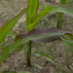 Młode rośliny kukurydzy z zielonymi liśćmi, niektóre z fioletowymi przebarwieniami.