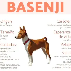 Basenji: perro equilibrado y activo, ideal para pisos. Su carácter es juguetón y curioso.