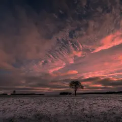 Zachód słońca nad ośnieżonym polem. Samotne drzewo na tle dramatycznego, różowego nieba. Fotografia artystyczna.
