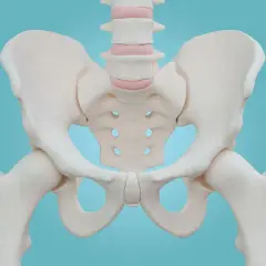 Anatomia miednicy: miednica większa i mniejsza, z widocznymi kośćmi biodrowymi, krzyżową i guziczną.