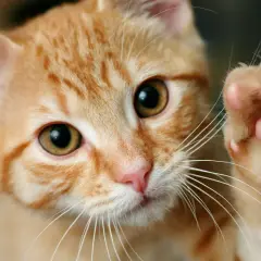 Un gatito naranja levanta su pata, mostrando sus almohadillas rosadas. ¿Cuántos dedos tiene un gato? ¡Este parece tener cinco en esta pata!