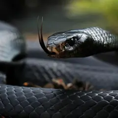 Una serpiente negra, con escamas brillantes y la lengua bífida fuera, parece sacada de un sueño.
