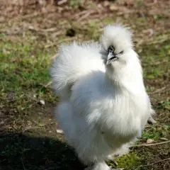 Une poule de soie blanche, toute duveteuse, se tient fièrement sur l'herbe.