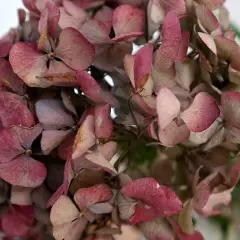 Fleurs d'hortensias séchées, aux teintes roses et beiges. Une belle illustration de comment faire sécher des hortensias pour une décoration durable.