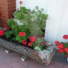Jak zrobić donice z pnia drzewa? Oto przykład: drewniana kora, czerwone pelargonie i zielone rośliny tworzą naturalną ozdobę.