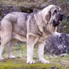 Un imponente mastín español blanco, con su pelaje grisáceo y arrugas características, descansa en un entorno rocoso y cubierto de musgo.