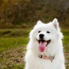 Samoyed gubi sierść? Realia, pielęgnacja i czysty dom