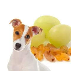 Ein süßer Hund schaut neugierig auf eine Gruppe von Rosinen und Trauben.
