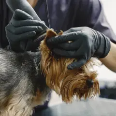 Groomer w czarnych rękawiczkach delikatnie przycina sierść yorka, który ma widoczny łupież u psa.
