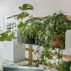 Rośliny na półce, w tym bluszcz, potrzebują odpowiedniej ziemi. Monstera i paproć też tu rosną.