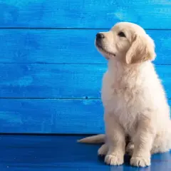 Czy golden retriever nadaje się do bloku? Jak zadbać o jego potrzeby