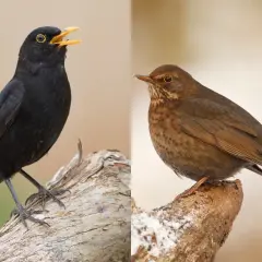 Ein schwarzer Amselmann mit gelbem Schnabel und eine braune Amsel zeigen, wie Amseln aussehen.