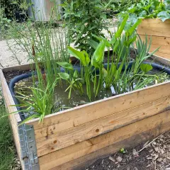 Ein **sumpfbeet anlegen** in einem Holzrahmen mit Wasserpflanzen.