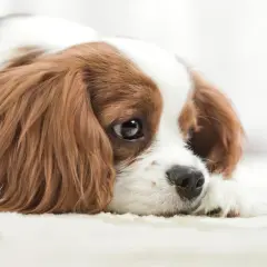 Un perro triste, con ojos melancólicos y pelaje marrón y blanco, yace en una alfombra clara.