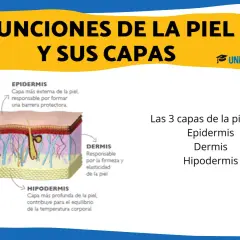 Ilustración detallada de las capas de la piel: epidermis, dermis e hipodermis, mostrando fibras de colágeno y elastina.