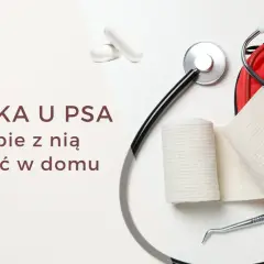 Biegunka u psa? Stetoskop, bandaże i apteczka sugerują, że szukasz informacji, co na biegunkę dla psa, by pomóc mu w domu.