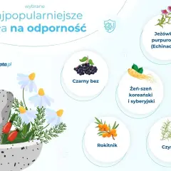 Jak poprawić odporność organizmu? Zobacz najpopularniejsze zioła: jeżówka, czarny bez, żeń-szeń, rokitnik, czystek.