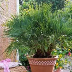 Un beau Trachycarpus fortunei, un palmier luxuriant en pot, orne un patio ensoleillé, entouré de fleurs colorées et d'un fauteuil en rotin.