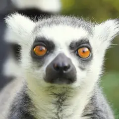 Lemur z wielkimi, bursztynowymi oczami, jeden z wielu ciekawych gatunków, jakie zwierzęta są w zoo we Wrocławiu.