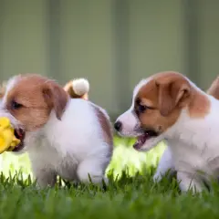 Due cuccioli di Jack Russell Terrier giocano sull'erba. Il loro vivace jack russell terrier temperamento è evidente mentre uno morde un giocattolo giallo.