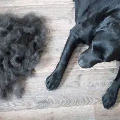 Un cane nero giace accanto a una grande massa di pelo perso, un segno visibile di quanto dura la muta del cane.