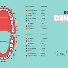 Schema denti: i molari crescono tra i 6 e i 17/20 anni, a seconda del tipo (primo, secondo o terzo molare).