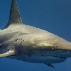 Rekin, po niemiecku "Hai", pływa w głębinach oceanu, a na jego ciele widać małe ryby remory.