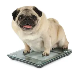 Un pug con sobrepeso, con la lengua fuera, se sienta en una báscula digital.
