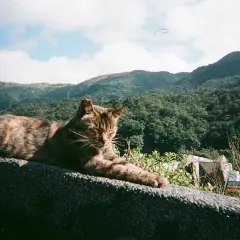 Dónde viven los gatos y los sorprendentes lugares que eligen