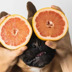 A dog peeks out from behind two halves of grapefruit held by hands. This image playfully asks, "Can dogs eat grapefruit?