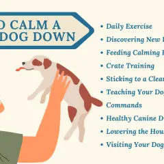 Illustration showing how to calm a dog down instantly with tips like daily exercise and calming foods.