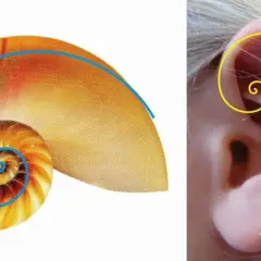 Muszla łodzika i ludzkie ucho ukazują złota proporcja w naturze, tworząc harmonijne spirale.
